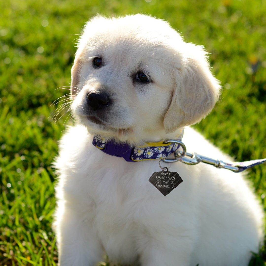 pet id tag 0.jpg
